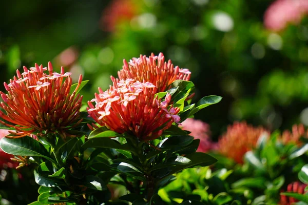 Δυτικό Ινδικό Γιασεμί Ονομάζεται Επίσης Ixora Φλόγα Ζούγκλας Γεράνι Ζούγκλας — Φωτογραφία Αρχείου