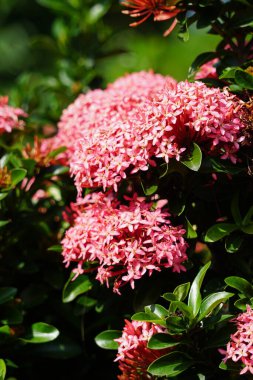 West Indian jasmine (also called ixora, jungle flame, jungle geranium, cruz de Malta) with a natural background