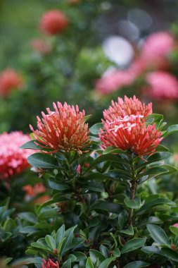 West Indian jasmine (also called ixora, jungle flame, jungle geranium, cruz de Malta) with a natural background