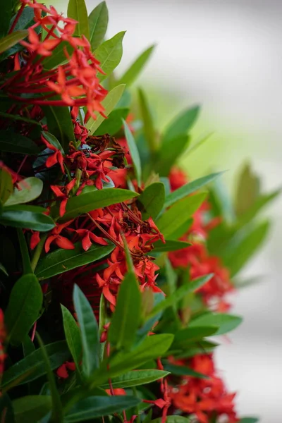 West Indian Jasmine Also Called Ixora Jungle Flame Jungle Geranium — Stockfoto