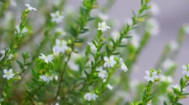 Cuphea hyssopifolia (ayrıca sahte kenevir, Meksika keneviri, Hawaii keneviri, elf bitkisi olarak da bilinir) doğal bir arka planı vardır.