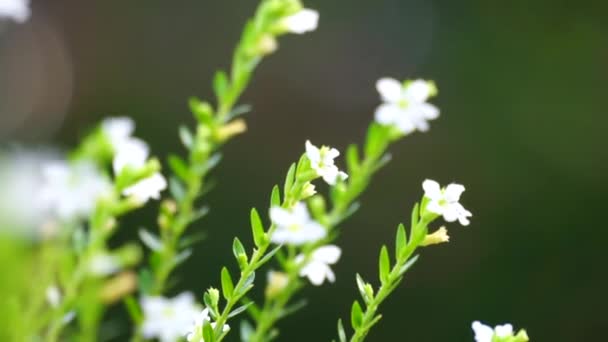 Cuphea Hyssopifolia Zwana Również Sztucznym Wrzosem Meksykańskie Wrzosowisko Hawajskie Wrzosowisko — Wideo stockowe