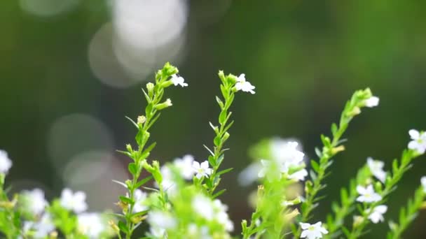 Cuphea Hyssopifolia Называется Ложный Вереск Мексиканский Вереск Гавайский Вереск Эльфийская — стоковое видео