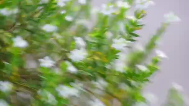 Cuphea Hyssopifolia Také Nazývané Falešné Vřesoviště Mexické Vřesoviště Havajský Vřes — Stock video