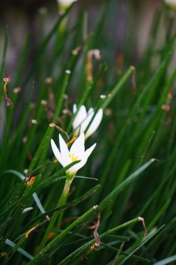 Zephyranthes (ayrıca peri zambağı, yağmur çiçeği, zambak, sihirli zambak olarak da bilinir)