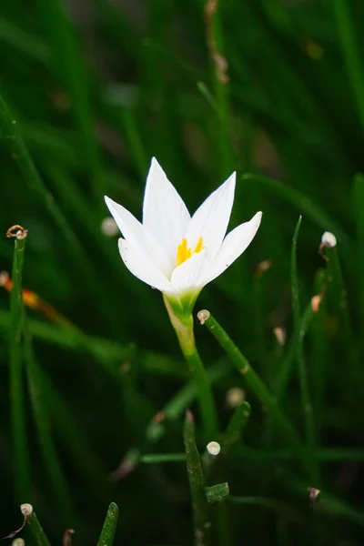 Zephyranthes Também Chamado Lírio Fada Flor Chuva Lírio Zephyr Lírio — Fotografia de Stock