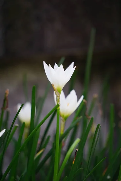 Zephyranthes Ayrıca Peri Zambağı Yağmur Çiçeği Zambak Sihirli Zambak Olarak — Stok fotoğraf