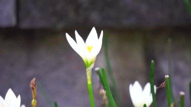 Zephyranthes (ayrıca peri zambağı, yağmur çiçeği, zambak, sihirli zambak olarak da bilinir)