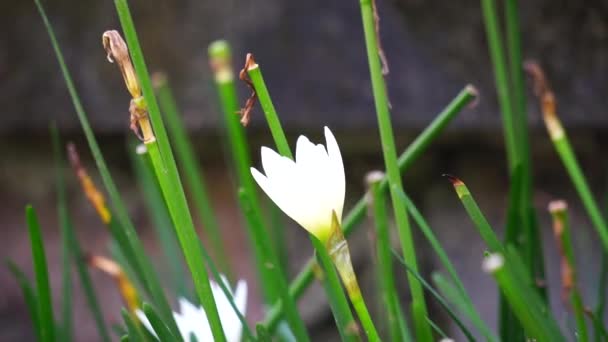 Zephyranthes Ονομάζεται Επίσης Νεράιδα Κρίνος Λουλούδι Της Βροχής Κρίνο Zephyr — Αρχείο Βίντεο