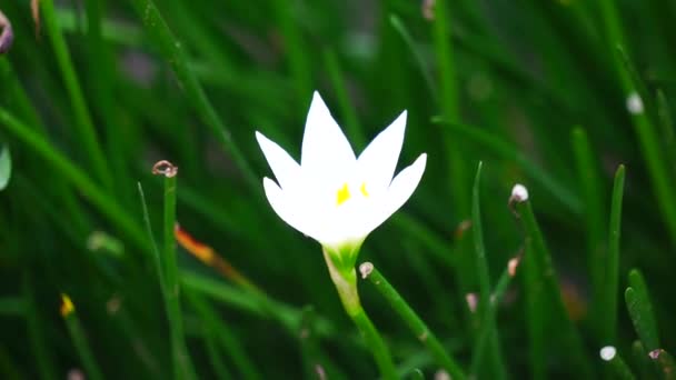 Zephyranthes Chiamato Anche Giglio Fata Fiore Della Pioggia Giglio Zephyr — Video Stock