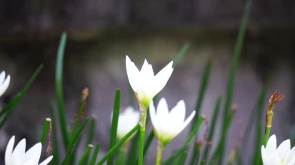 Zephyranthes Chiamato Anche Giglio Fata Fiore Della Pioggia Giglio Zephyr — Video Stock