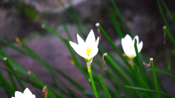 Zephyranthes Chiamato Anche Giglio Fata Fiore Della Pioggia Giglio Zephyr — Video Stock