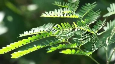 Leucaena löcocephala (jumbay, river tamarind, subabul, beyaz popinac, beyaz kurşun ağacı, Mimosa lökophala, Mimosa glauca Koenig) yaprakları. Ayrıca Çin petai, kemlandingan ve lamtoro olarak da bilinir..
