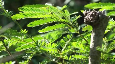 Leucaena löcocephala (jumbay, river tamarind, subabul, beyaz popinac, beyaz kurşun ağacı, Mimosa lökophala, Mimosa glauca Koenig) yaprakları. Ayrıca Çin petai, kemlandingan ve lamtoro olarak da bilinir..