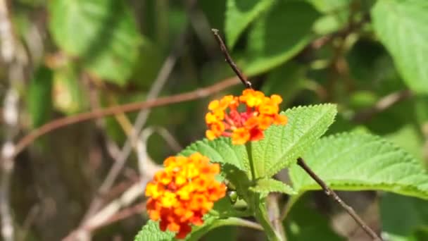 Lantana Camara Tahi Ayam Sailara Tembelekan Lantana Comune Grande Salvia — Video Stock