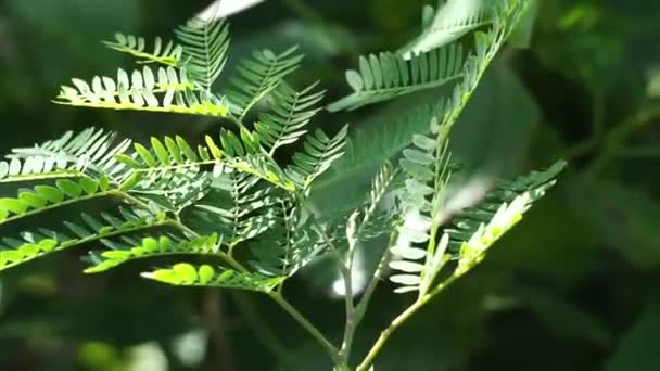Leucaena Leucocephala Jumbay River Tamarind Subabul White Popinac White Leadtree — Stockvideo