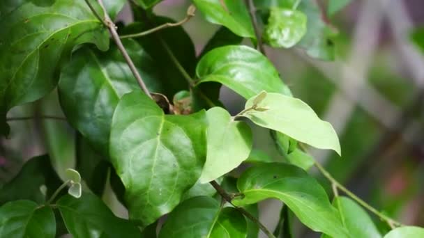 Loranthus Naturalnym Tłem Pasożytnicze Rośliny Rosnące Gałęziach Drzew Leśnych Należy — Wideo stockowe