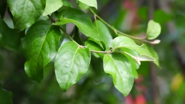自然を背景にしたローランサス 木の枝に成長する寄生植物 ロランタシア科に属する — ストック動画