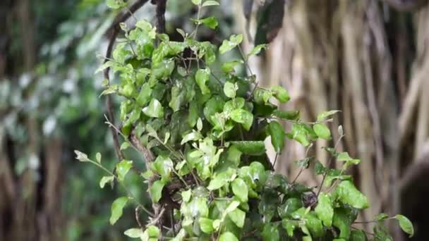 Loranthus Dengan Latar Belakang Alami Tanaman Parasit Yang Tumbuh Cabang — Stok Video