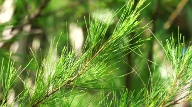 Sheoaks (Casuarinaceae, Allocasuarina) doğal bir geçmişe sahiptir. Allocasuarina, Kazuarinaceae familyasından bir ağaç cinsidir..