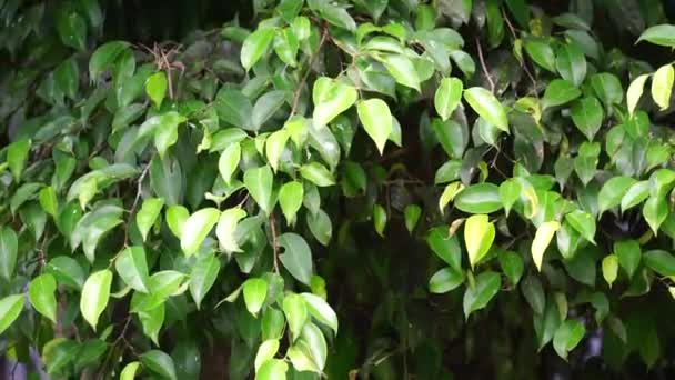 Ficus Benjamina Gråtande Fikon Benjaminfikon Fikonträd Blad Med Naturlig Bakgrund — Stockvideo