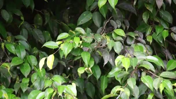 Ficus Benjamina Gråtande Fikon Benjaminfikon Fikonträd Blad Med Naturlig Bakgrund — Stockvideo