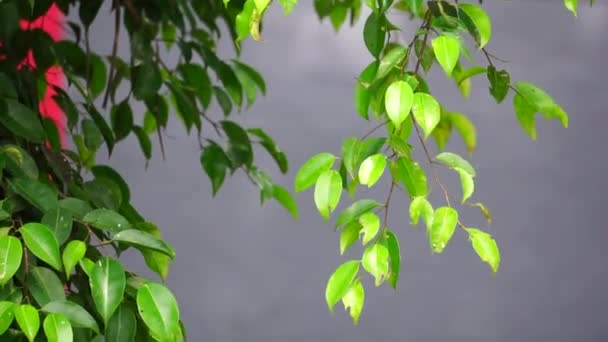 Ficus Benjamina Trauerfeige Benjaminfeige Ficusbaum Blätter Mit Natürlichem Hintergrund Indonesier — Stockvideo