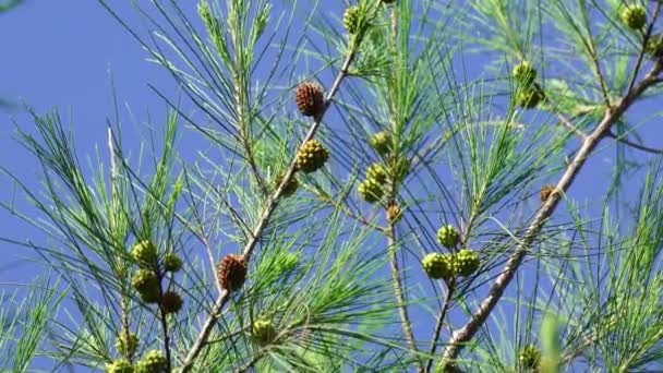 天然の背景を持つショーク カウアリナ科 Allocasuarina Allocasuarinaは 開花植物科の木の属です — ストック動画