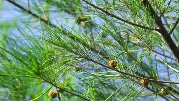 具有自然背景的山羊驼 苏木科 合欢科 合欢树是开花植物科苏木科的一种树种 — 图库视频影像