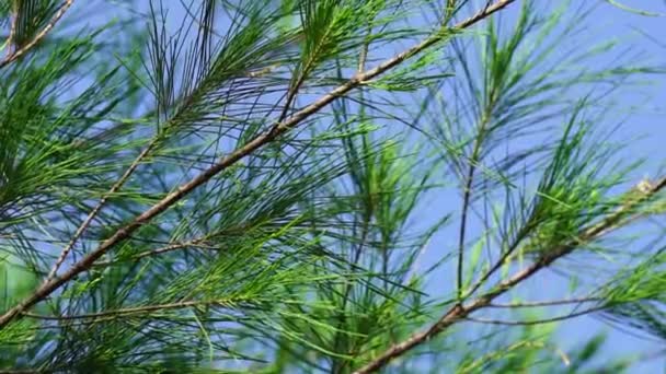 天然の背景を持つショーク カウアリナ科 Allocasuarina Allocasuarinaは 開花植物科の木の属です — ストック動画