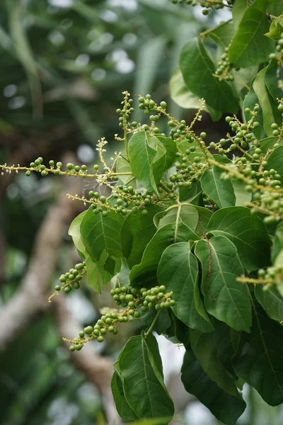 Antidema Thwaitesianum Auch Buah Buni Genannt Baum Antideme Haben 101 — Stockfoto