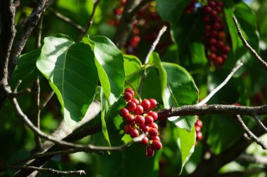 Ağaçtaki antidema thwait esianum (Buah Buni olarak da bilinir). Antidema cinsinden 101 kabul görmüş türe sahiptir.