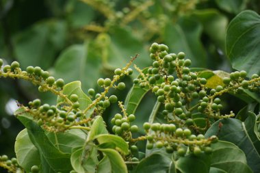 Ağaçtaki antidema thwait esianum (Buah Buni olarak da bilinir). Antidema cinsinden 101 kabul görmüş türe sahiptir.