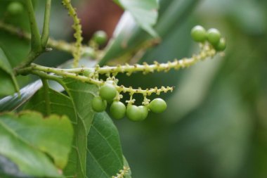 Ağaçtaki antidema thwait esianum (Buah Buni olarak da bilinir). Antidema cinsinden 101 kabul görmüş türe sahiptir.