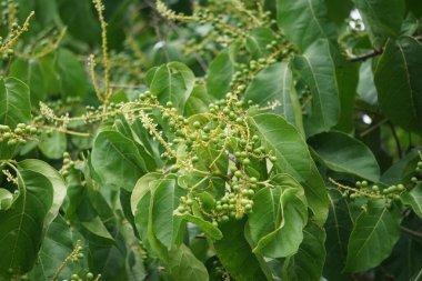 Ağaçtaki antidema thwait esianum (Buah Buni olarak da bilinir). Antidema cinsinden 101 kabul görmüş türe sahiptir.