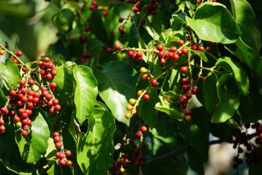 Ağaçtaki antidema thwait esianum (Buah Buni olarak da bilinir). Antidema cinsinden 101 kabul görmüş türe sahiptir.