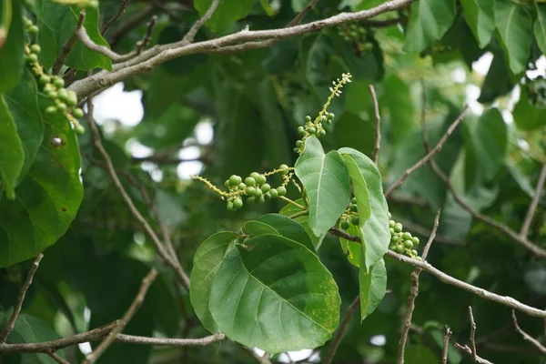Antidema Thwaitesianum Also Called Buah Buni Tree Antidema Have 101 — Stock Photo, Image