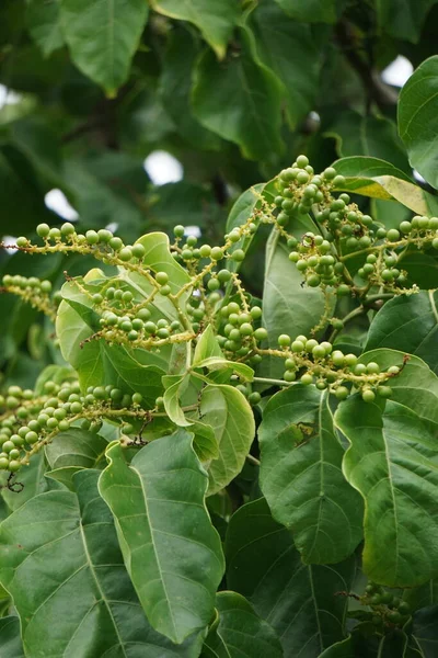 Antidema Thwaitesianum También Llamado Buah Buni Árbol Antidema Tiene 101 — Foto de Stock