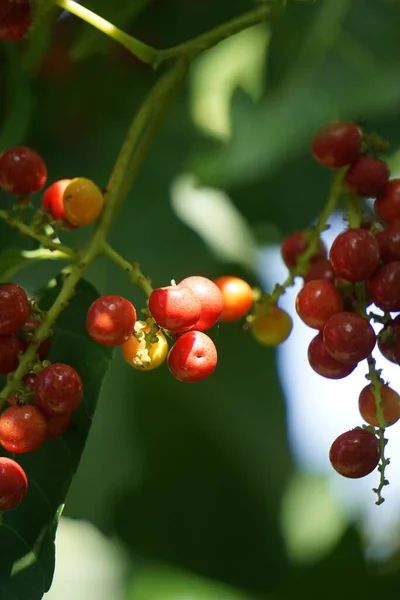 Antidema Thwaitesianum Aussi Appelé Buah Buni Sur Arbre Antidema Ont — Photo