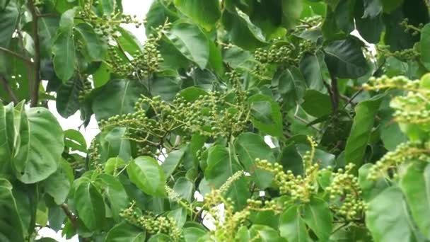 Antidema Thwaitesianum Також Називається Buah Buni Дереві Рід Antidema Включає — стокове відео