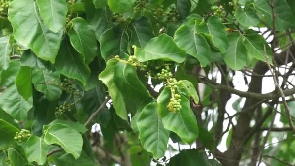 Antidema Thwaitesianum Also Called Buah Buni Tree Antidema Have 101 — Stock Video