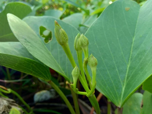 自然の背景を持つビーチムーンフラワー この植物は通常ビーチの側に住んでいます — ストック写真