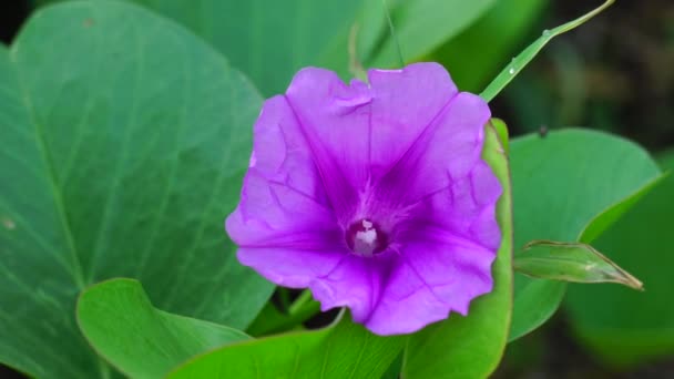 Praia Moonflower Com Fundo Natural Esta Planta Geralmente Vida Lado — Vídeo de Stock