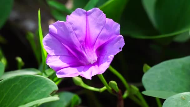 Strand Mondblume Mit Einem Natürlichen Hintergrund Diese Pflanze Lebt Normalerweise — Stockvideo