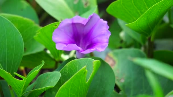 Sahildeki Çiçeğinin Doğal Bir Geçmişi Var Bitki Genellikle Sahilde Hayat — Stok video