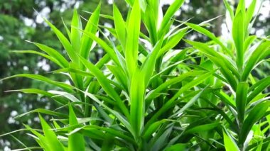 Pleomele angustifolia (Suji, suji hijau, Dracaena angustifoliae) yaprakları. Yapraklar yeşil gıda boyası yapımında kullanılır. Ayrıca geleneksel olarak çeşitli hastalıklar için ilaç olarak kullanılır.