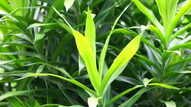 Suji Suji Hijau Dracaena Angustifoliae 叶子被用来使绿色食物变色 传统上也被用作治疗几种不同疾病的药物 — 图库视频影像