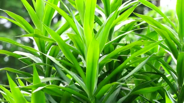 Pleomele Angustifolia Suji Suji Hijau Dracaena Angustifoliae Leaves Leaves Used — Stock Video