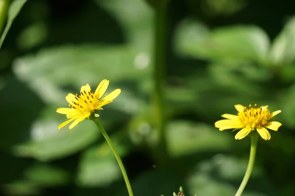 Ficaria Verna Aussi Appelé Ranunculus Ficaria Petite Celandine Pilewort Fig — Photo