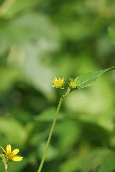 Ficaria Verna Auch Ranunculus Ficaria Schöllkraut Pfeilkraut Feigen Hahnenfuß Genannt — Stockfoto